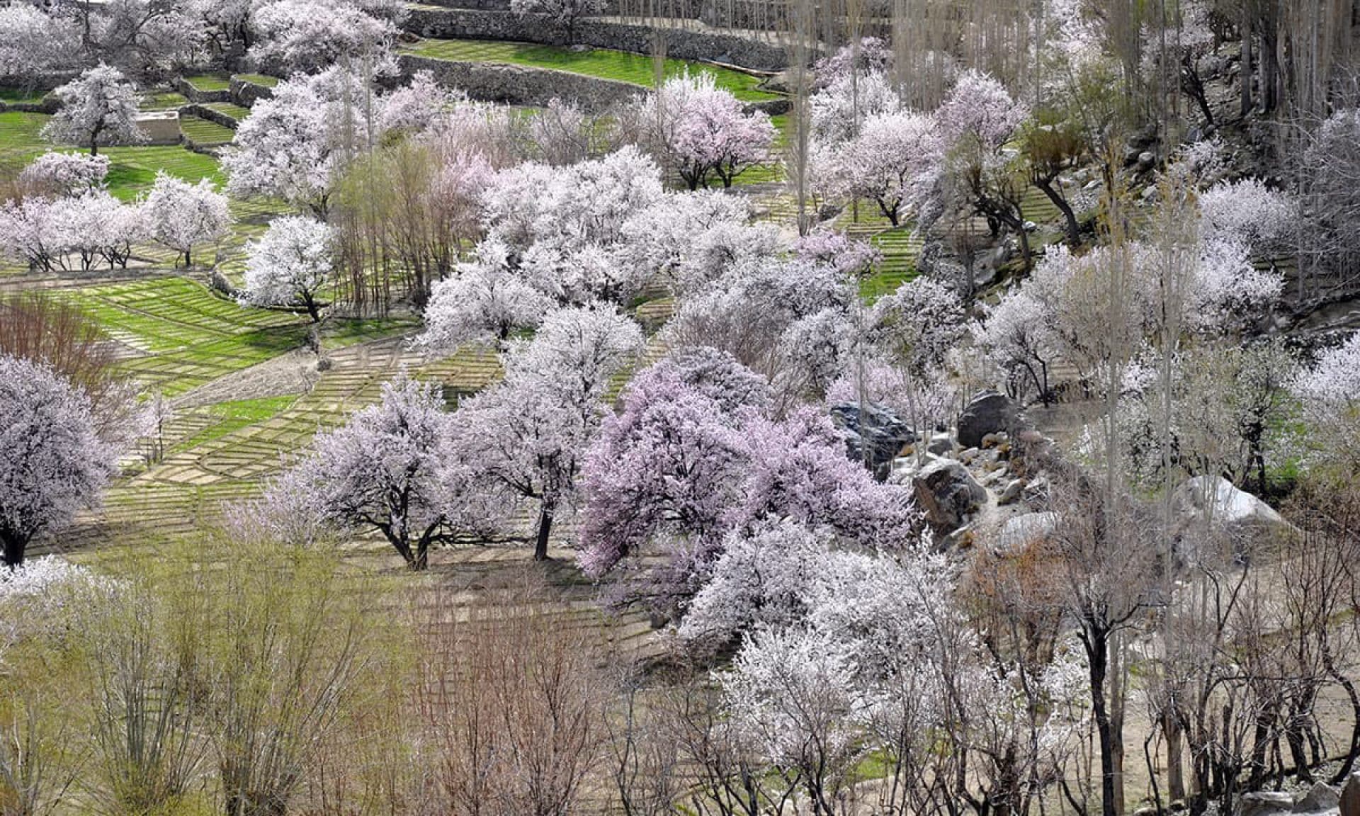 Chitral Cherry Blossom Tour