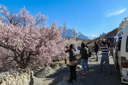 Gojal Valley Cherry Blossom Tour